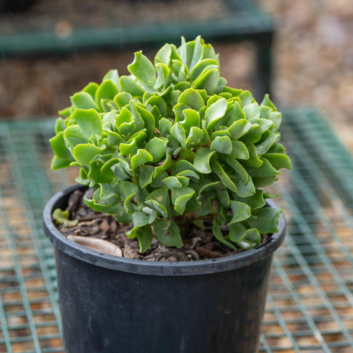 jade plant curled leaves Ripple Jade - Crassula arborescens undulatifolia