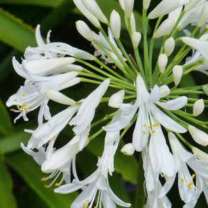 River Garden White Agapanthus