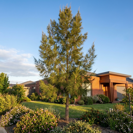 A single River She Oak (Casuarina cunninghamiana), a fast-growing Australian native, stands in a green yard before a brick house on a sunny day.