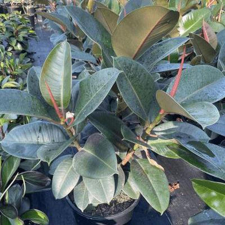 Robusta Rubber Plant - Ficus elastica 'Robusta'-Evergreen,Indoor,Moderate Water,Ornamental,Partial Shade,Shrub,Slow Growing-Nursery Near Me