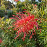 Robyn Gordon Grevillea