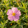 Rock Rose