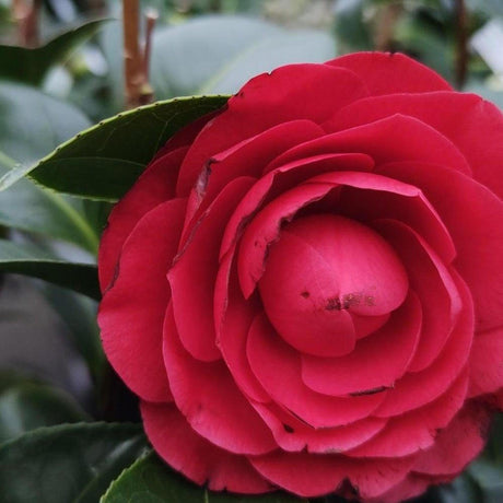 Roger Hall Camellia - Camellia japonica 'Roger Hall'-Evergreen,Flowering,Moderate Water,Ornamental,Outdoor,Partial Shade,Slow Growing-Nursery Near Me