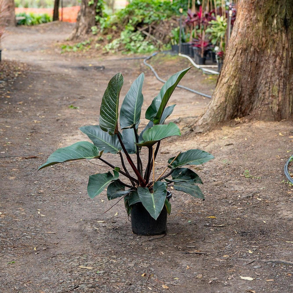 Rojo Congo Philodendron - Philodendron 'Rojo Congo'-Evergreen,Indoor,Moderate Growing,Moderate Water,Ornamental,Partial Shade,Tropical-Nursery Near Me