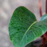 Rojo Congo Philodendron - Philodendron 'Rojo Congo'-Evergreen,Indoor,Moderate Growing,Moderate Water,Ornamental,Partial Shade,Tropical-Nursery Near Me