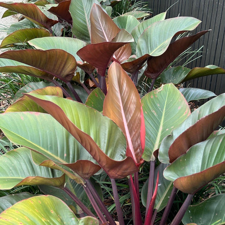 Rojo Congo Philodendron - Philodendron 'Rojo Congo'-Evergreen,Indoor,Moderate Growing,Moderate Water,Ornamental,Partial Shade,Tropical-Nursery Near Me