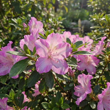 Rosa Belton Azalea - Azalea indica 'Rosa Belton' features vibrant pink blooms and glossy green foliage, adding lasting beauty to any garden as an evergreen azalea.