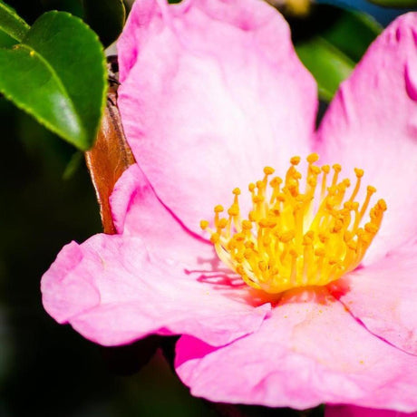 Rose Ann Camellia - Camellia sasanqua 'Rose Ann'-Evergreen,Flowering,Moderate Water,Ornamental,Outdoor,Partial Shade,Slow Growing-Nursery Near Me