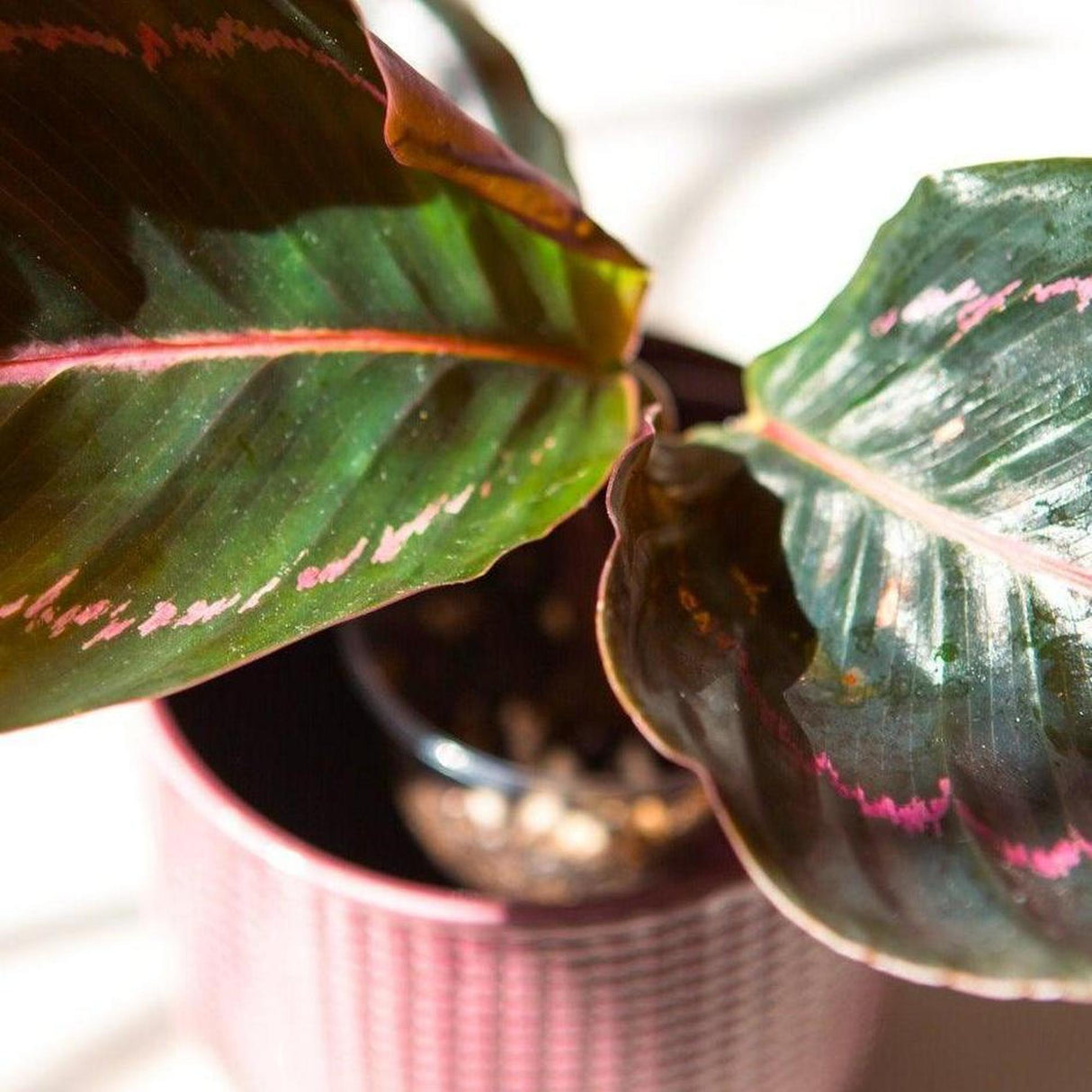 Rose Painted Calathea - Calathea roseopicta 'Dottie'-Evergreen,Indoor,Moderate Water,Ornamental,Partial Shade,Slow Growing,Tropical-Nursery Near Me