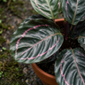 Rose Painted Calathea