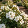 Rose ‘White Knock Out’