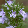 Rosemary