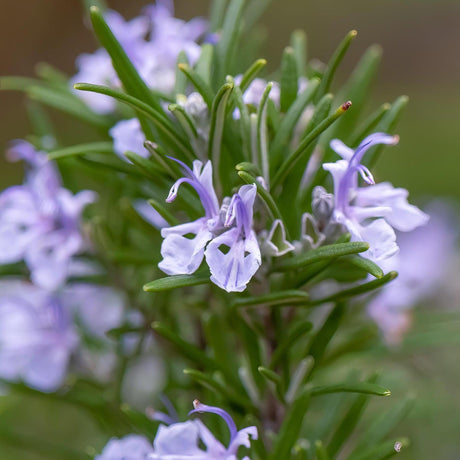 Rosemary - Rosmarinus officinalis-Evergreen,Flowering,Full Sun,Low Water,Moderate Growing,Ornamental,Outdoor,Shrub-Nursery Near Me