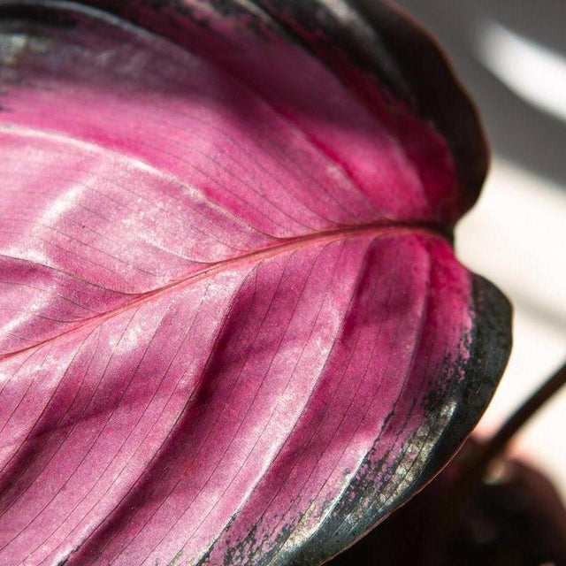 Rosy Calathea - Calathea roseopicta 'Rosy'-Evergreen,Indoor,Moderate Water,Ornamental,Partial Shade,Slow Growing,Tropical-Nursery Near Me