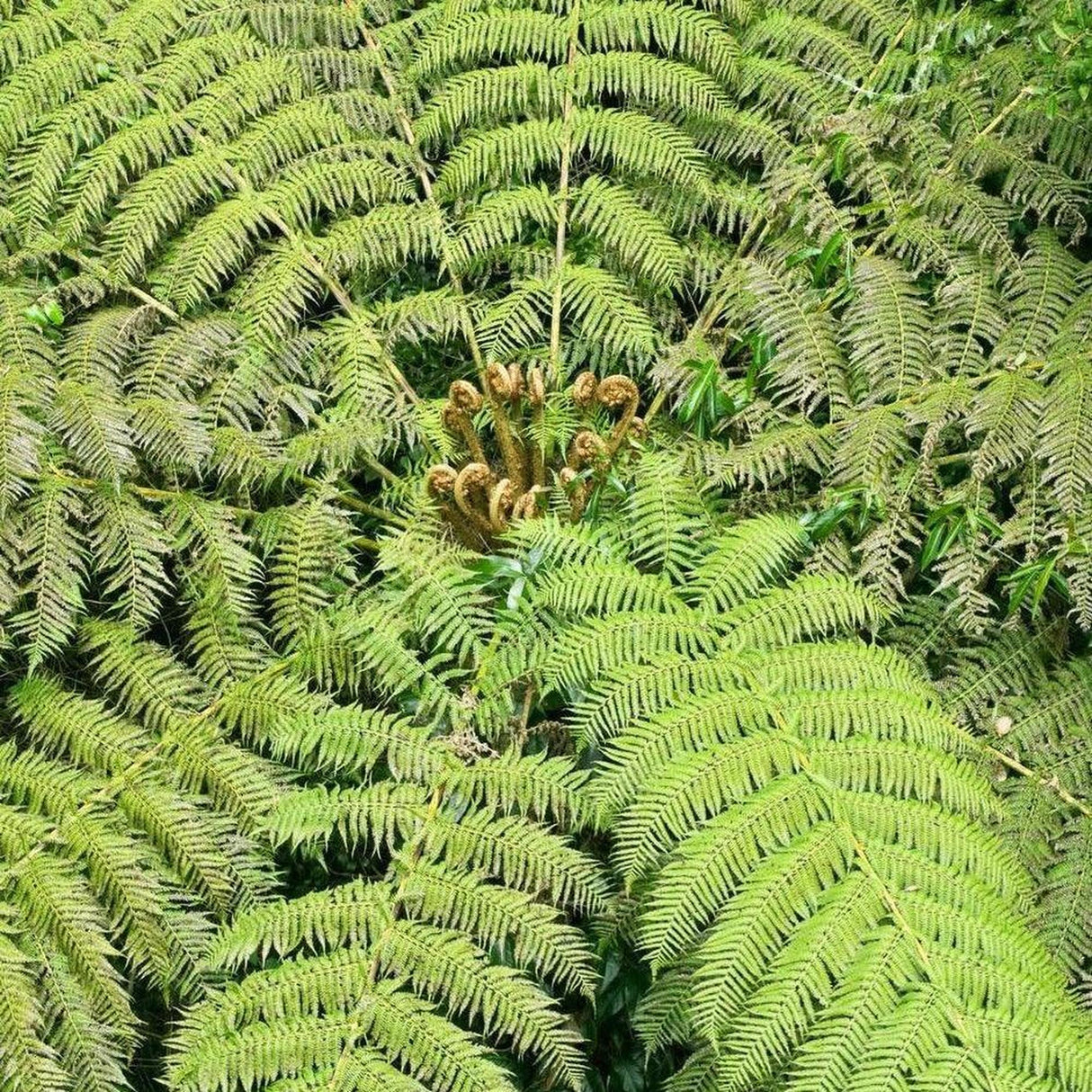 Rough Tree Fern - Cyathea australis-Deciduous,Fern,Moderate Growing,Moderate Water,Native,Outdoor,Partial Shade-Nursery Near Me