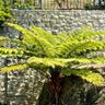 Rough Tree Fern