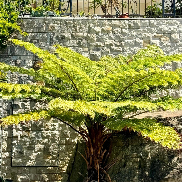 Rough Tree Fern - Cyathea australis-Deciduous,Fern,Moderate Growing,Moderate Water,Native,Outdoor,Partial Shade-Nursery Near Me