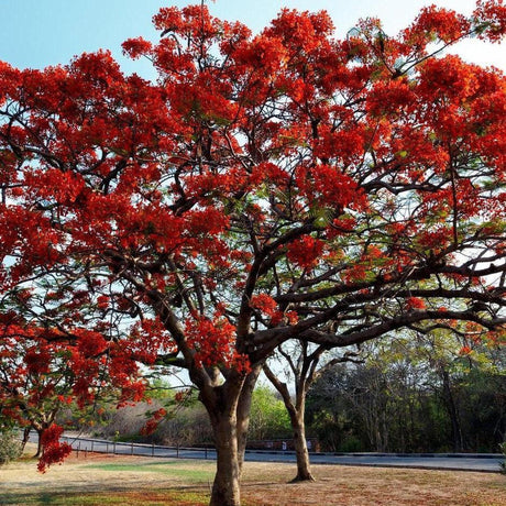 Royal Poinciana - Delonix regia-Deciduous,Fast Growing,Flowering,Full Sun,High Water,Outdoor,Tree,Tropical-Nursery Near Me