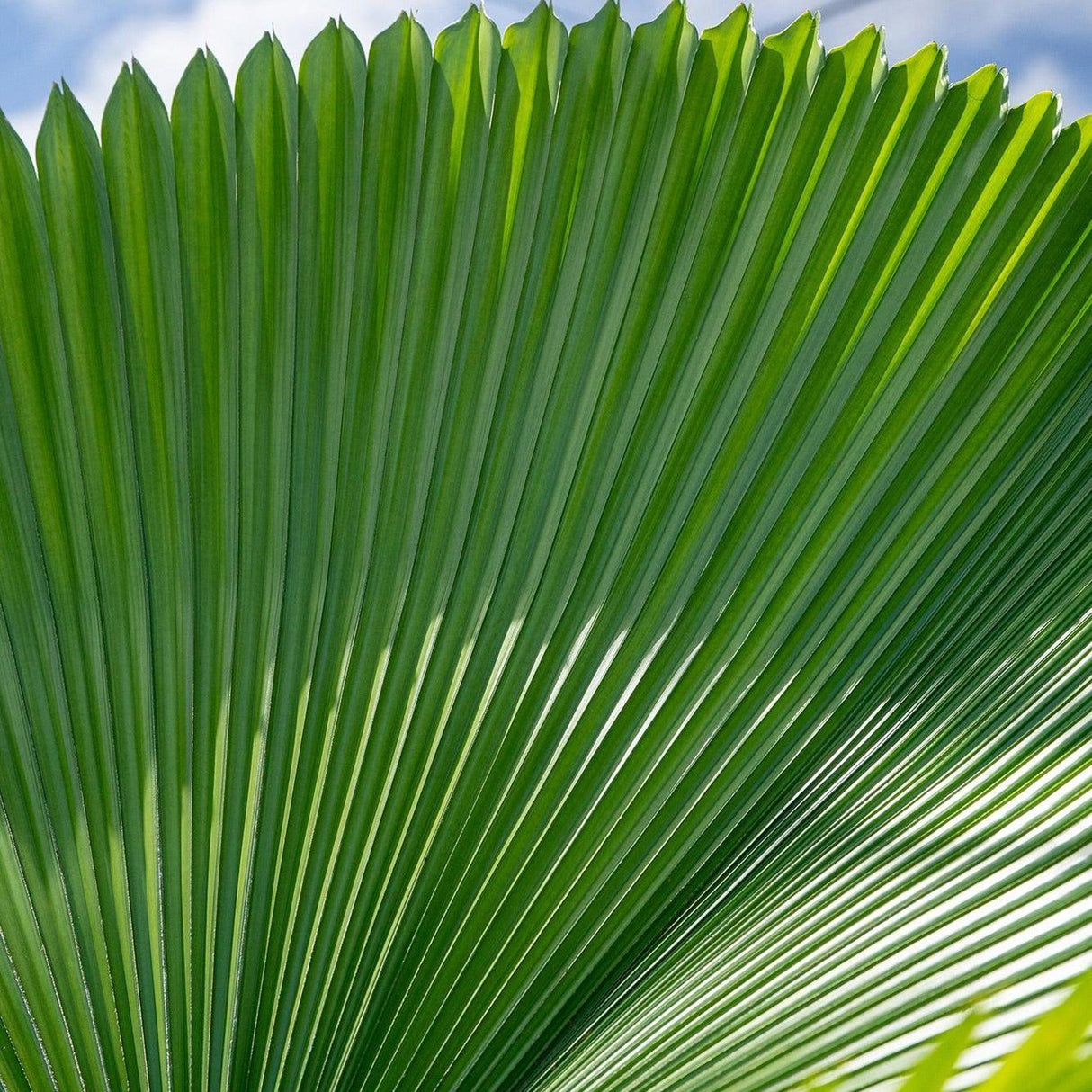 Ruffled Fan Palm - Licuala grandis-Evergreen,Moderate Water,Outdoor,Palm,Partial Shade,Slow Growing,Tropical-Nursery Near Me