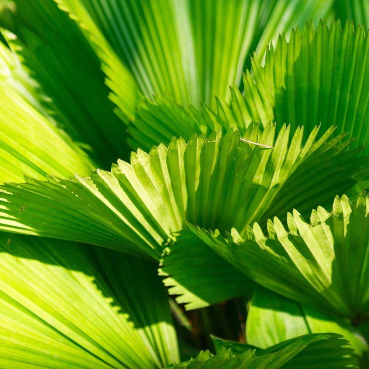 Ruffled Fan Palm - Licuala grandis-Evergreen,Moderate Water,Outdoor,Palm,Partial Shade,Slow Growing,Tropical-Nursery Near Me