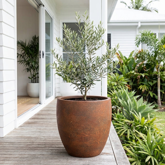 A potted olive tree in a Rust Harper Egg Pot (various sizes available) sits on a wooden porch beside a white house, surrounded by lush green plants.