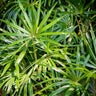 Rusty Fan Palm