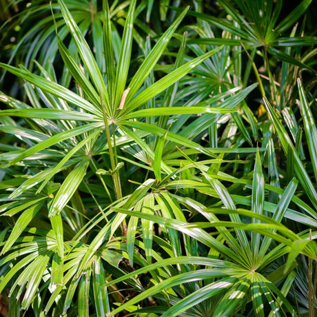 Rusty Fan Palm - Licuala ferruginea-Evergreen,High Water,Outdoor,Palm,Partial Shade,Slow Growing,Tropical-Nursery Near Me