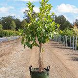 Rusty Fig Tree - Ficus rubiginosa-Evergreen,Fast Growing,Full Sun,Moderate Water,Native,Outdoor,Screening,Tree-Nursery Near Me