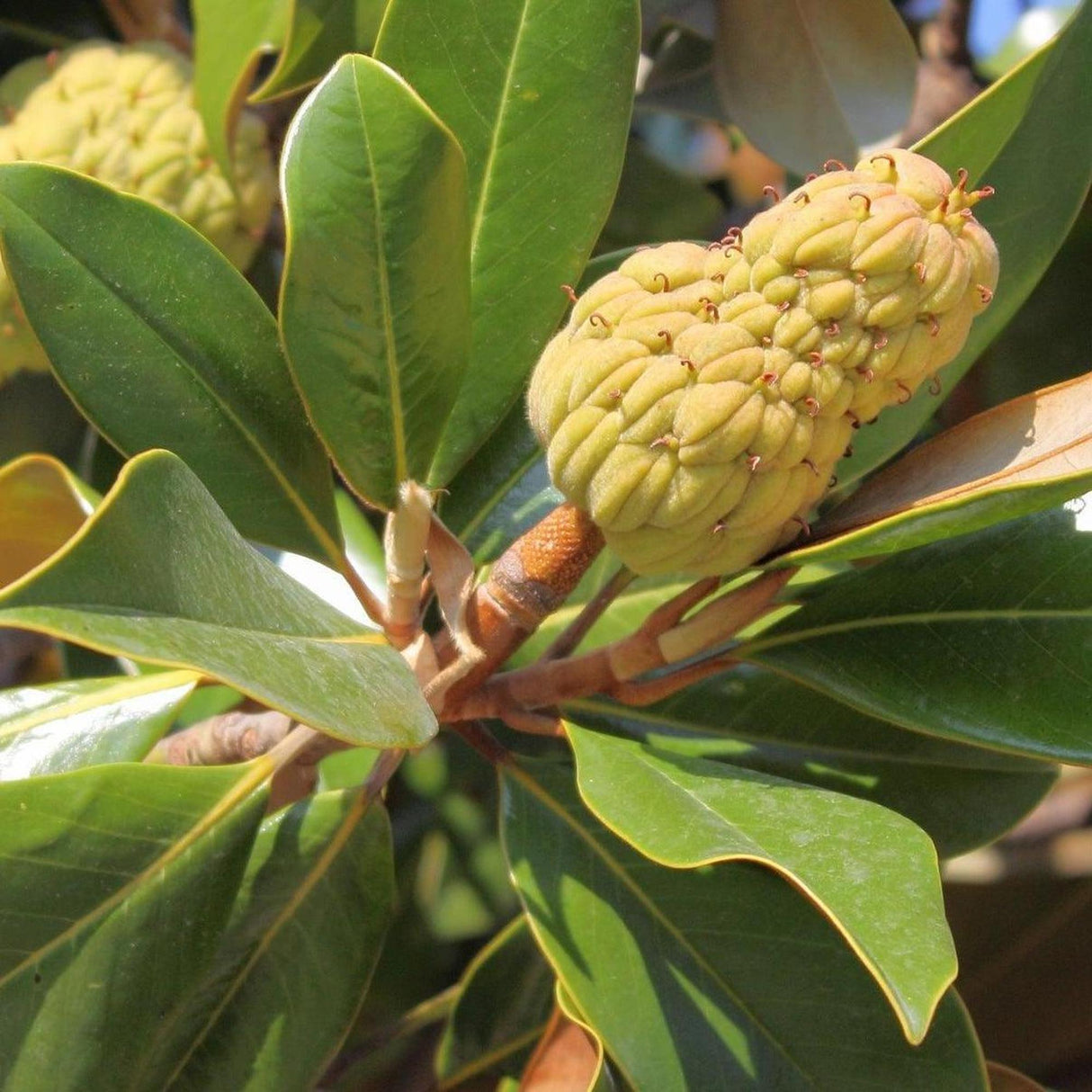 Rusty Fig Tree - Ficus rubiginosa-Evergreen,Fast Growing,Full Sun,Moderate Water,Native,Outdoor,Screening,Tree-Nursery Near Me