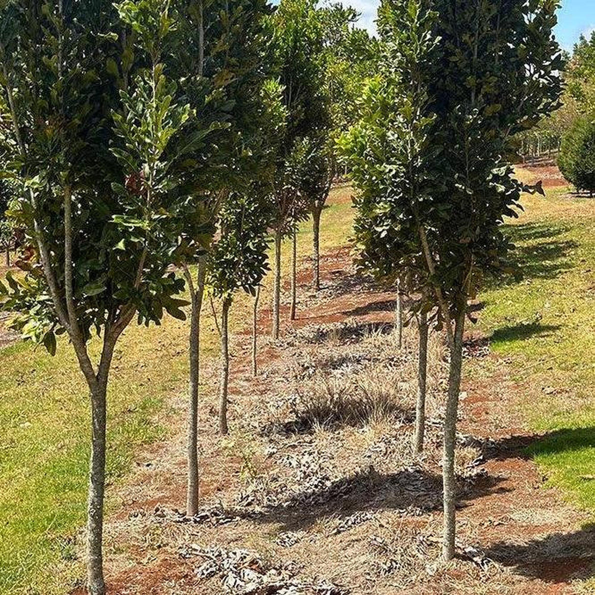 STENOCARPUS sinuatus (Firewheel Tree) - Ex Ground-Evergreen,Ex Ground,Flowering,Full Sun,Moderate Growing,Moderate Water,Native,Outdoor,Tree-Nursery Near Me