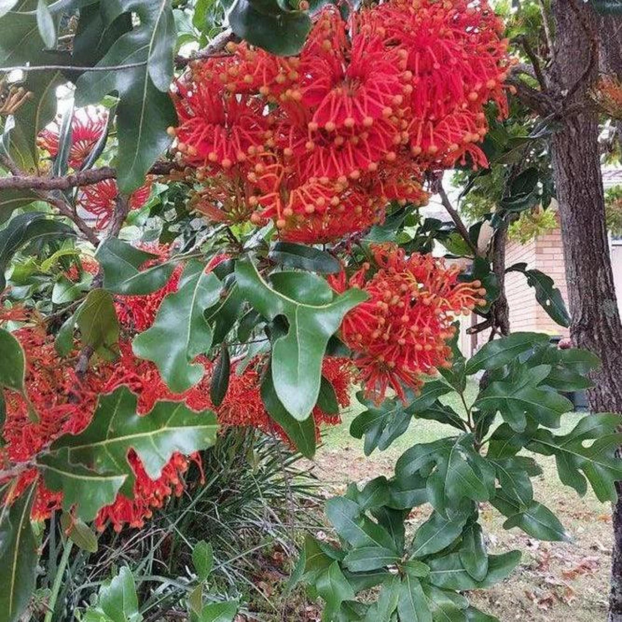 STENOCARPUS sinuatus (Firewheel Tree) - Ex Ground-Evergreen,Ex Ground,Flowering,Full Sun,Moderate Growing,Moderate Water,Native,Outdoor,Tree-Nursery Near Me