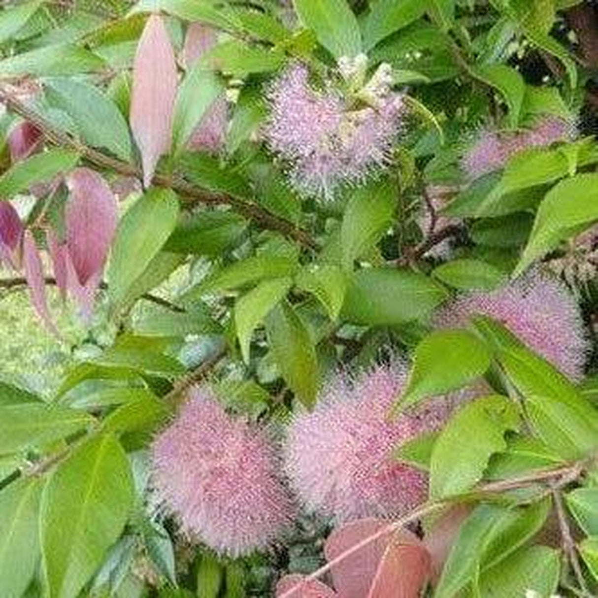 SYZYGIUM Cascade - Ex Ground-Evergreen,Ex Ground,Fast Growing,Full Sun,Moderate Water,Native,Outdoor,Screening,Tree-Nursery Near Me