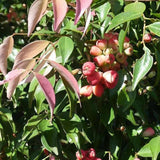 SYZYGIUM luehmannii (Small Leaved Lilly Pilly/Riberry) - Ex Ground-Evergreen,Ex Ground,Fast Growing,Full Sun,Moderate Water,Native,Outdoor,Tree-Nursery Near Me