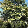 SYZYGIUM tierneyanum (River Cherry)