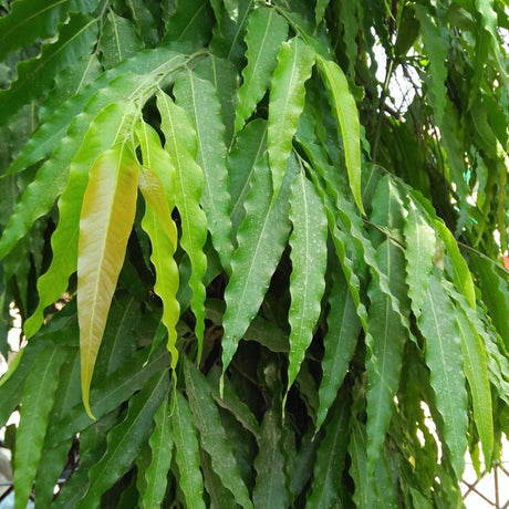 Sabre Tooth Fig - Ficus longifolia-Evergreen,Full Sun,Moderate Growing,Moderate Water,Ornamental,Outdoor,Tree-Nursery Near Me