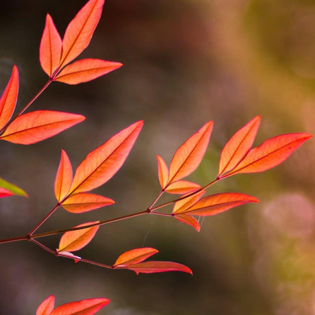 Sacred Bamboo - Nandina domestica 'Moon Bay'-Evergreen,Moderate Water,Ornamental,Outdoor,Partial Shade,Shrub,Slow Growing-Nursery Near Me