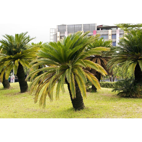 Sago Palm Cycad - Cycas revoluta-Evergreen,Full Sun,Low Water,Outdoor,Palm,Slow Growing,Tropical-Nursery Near Me