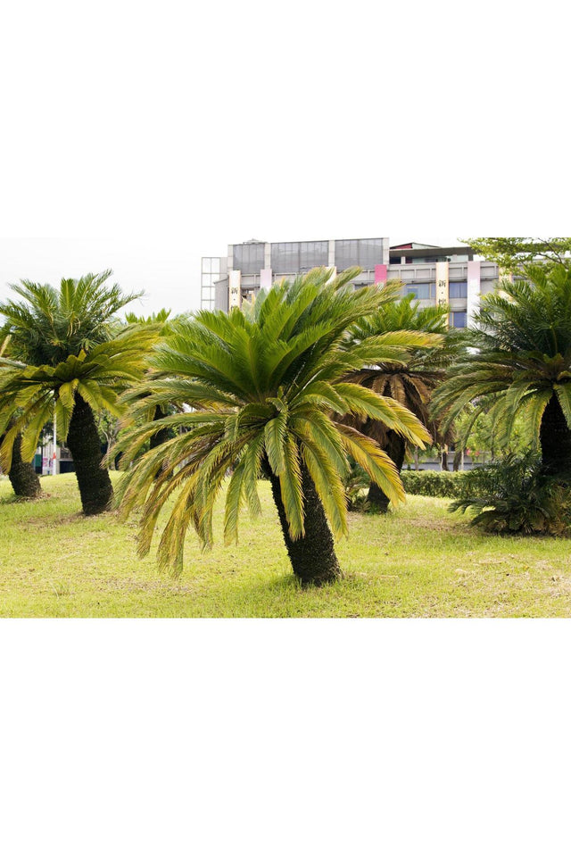 Sago Palm Cycad - Cycas revoluta-Evergreen,Full Sun,Low Water,Outdoor,Palm,Slow Growing,Tropical-Nursery Near Me