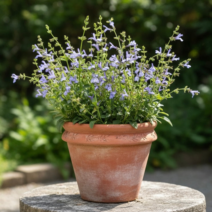 A terracotta pot with Salvia ‘African Sky’, a drought-tolerant perennial with blue flowers, sits on a stone surface outdoors.