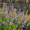 Salvia ‘African Sky’