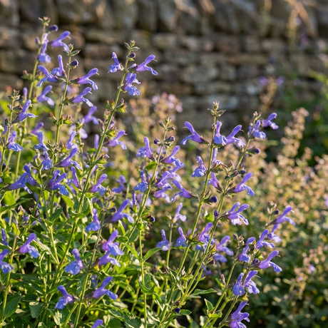 Salvia ‘African Sky’ features purple-blue perennial blooms on tall green stems, thriving in sunlight. Drought tolerant and vibrant, Salvia ‘African Sky’ adds beautiful color to gardens, especially when planted near a stone wall.