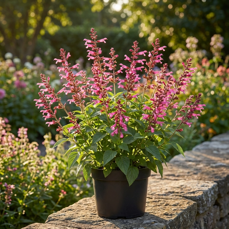 A potted Salvia ‘Lake Garda’ – Anise Sage sits on a stone wall in a sunlit garden, its blue flower spikes adding vibrant color.