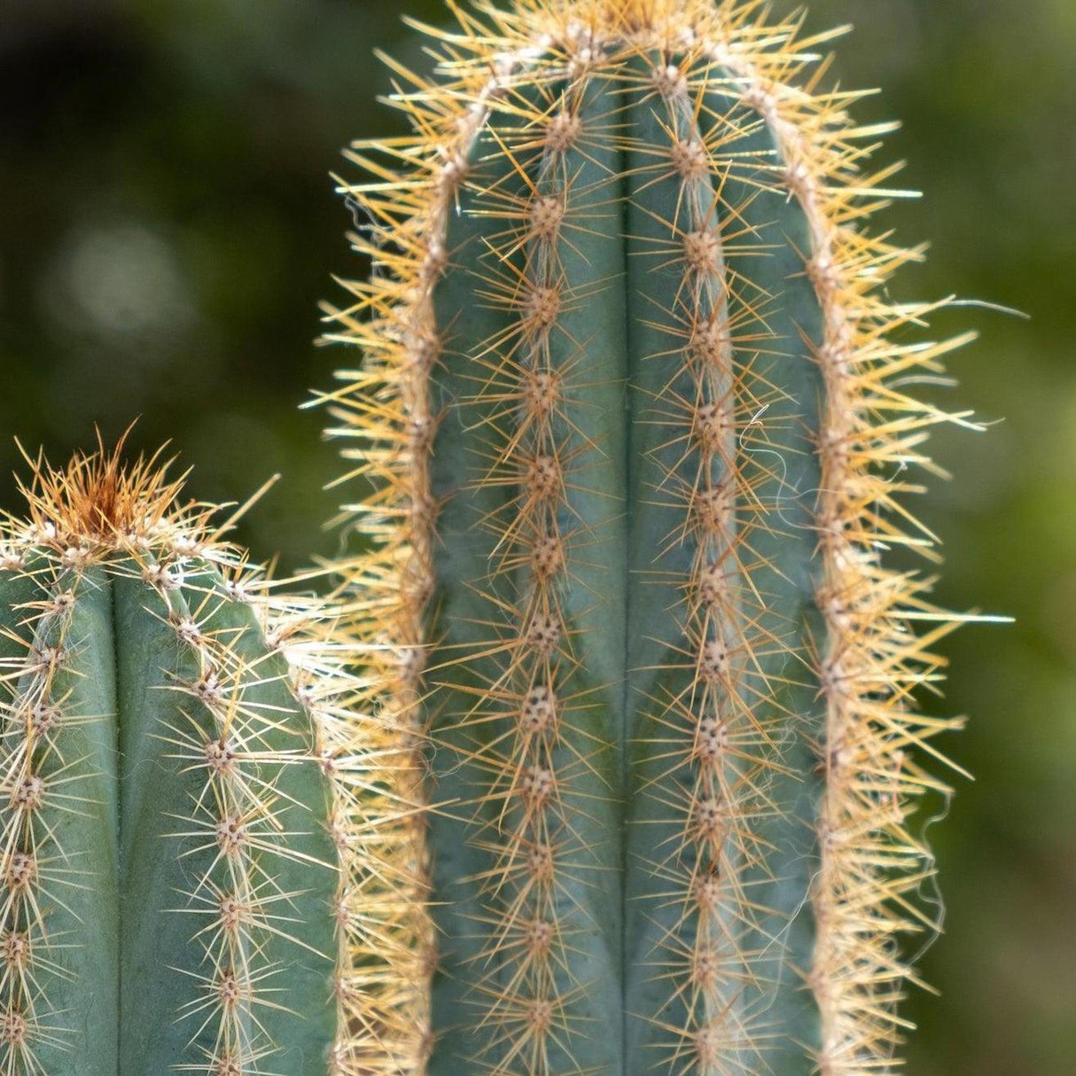 San Pedro Cactus - Echinopsis pachanoi-Cactus,Evergreen,Full Sun,Low Water,Ornamental,Outdoor,Slow Growing-Nursery Near Me