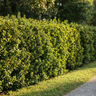 Sandankwa Viburnum