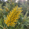 Sandra Gordon Grevillea