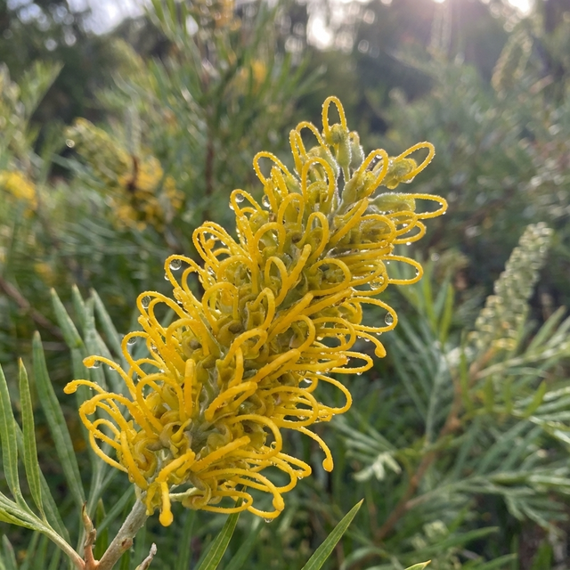 Close-up of Sandra Gordon Grevillea (Grevillea pteridifolia x sessilis 'Sandra Gordon') with golden flower spikes, green foliage, and sunlight filtering through—an attractive choice for birds in your garden.