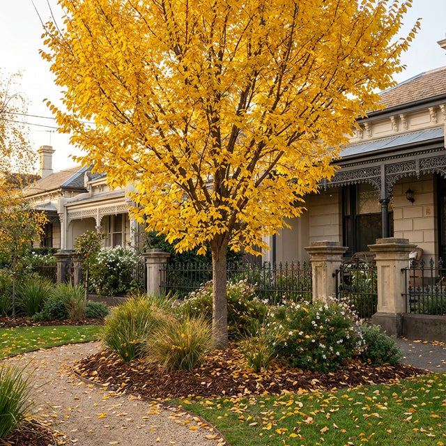A Sapporo Autumn Gold Elm - Ulmus ‘Sapporo Autumn Gold’ features striking yellow autumn leaves, adding vibrant seasonal colour and ideal shade to gardens or pathways in front of Victorian-style homes.