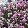 Saucer Magnolia