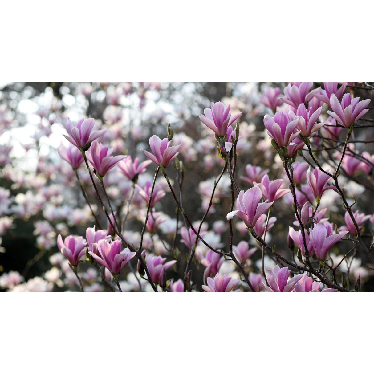 Saucer Magnolia - Magnolia soulangeana-Deciduous,Flowering,Full Sun,Moderate Growing,Moderate Water,Ornamental,Outdoor-Nursery Near Me