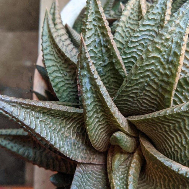 Savanna Haworthia - Haworthia 'Savanna'-Evergreen,Full Shade,Indoor,Low Water,Ornamental,Slow Growing,Succulent-Nursery Near Me